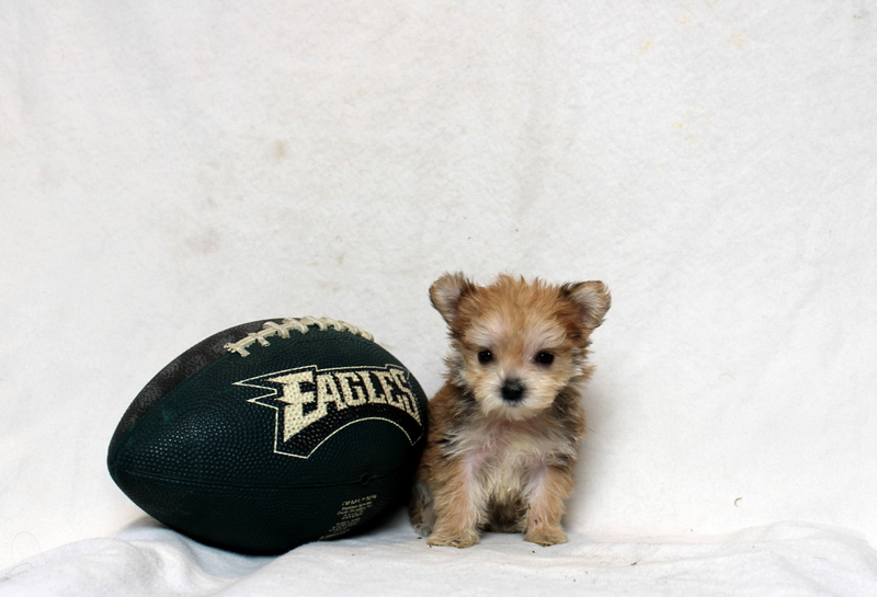puppy, for, sale, Morkie, Matthew B. Stoltzfus, dog, breeder, Gap, PA, dog-breeder, puppy-for-sale, forsale, nearby, find, puppyfind, locator, puppylocator, aca